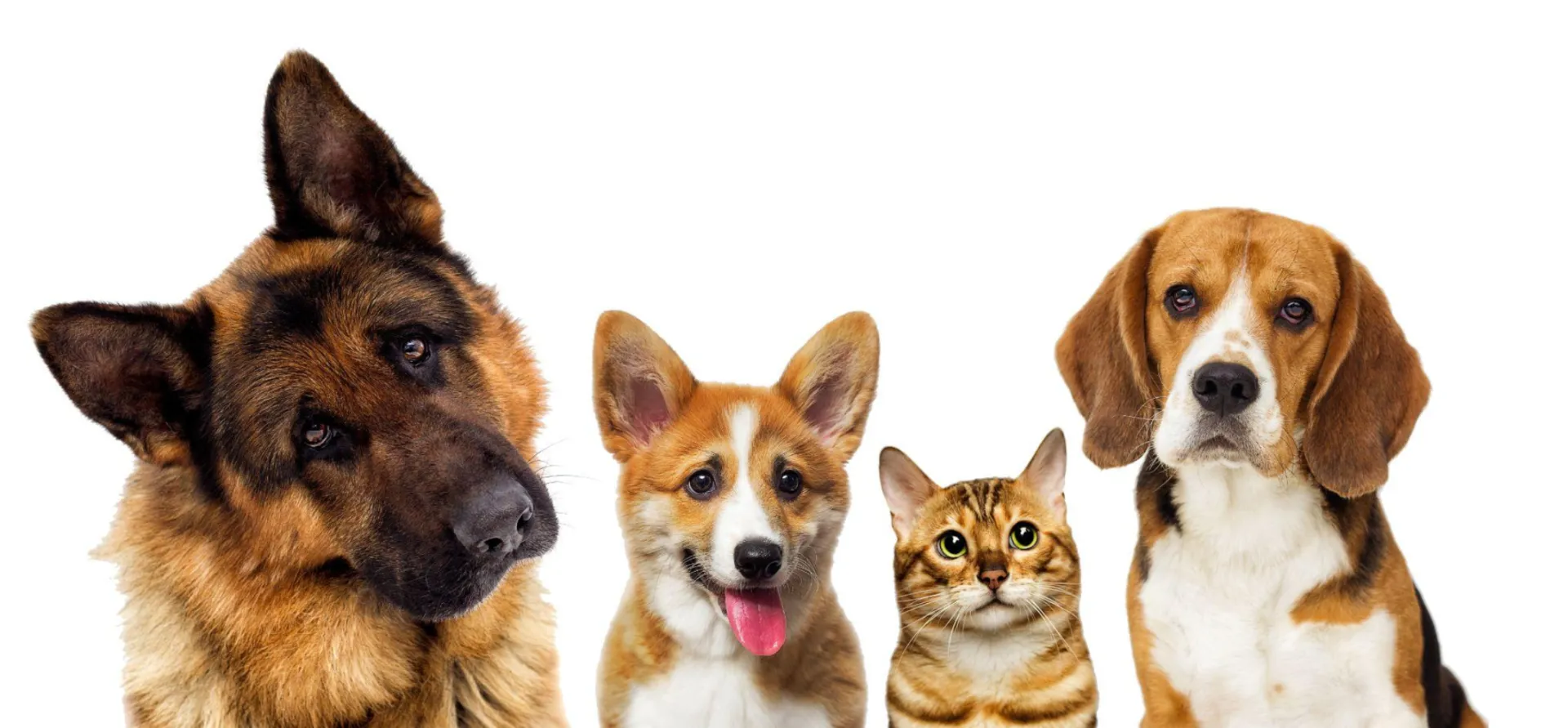 HUD Signals Major Changes for Emotional Support Animals