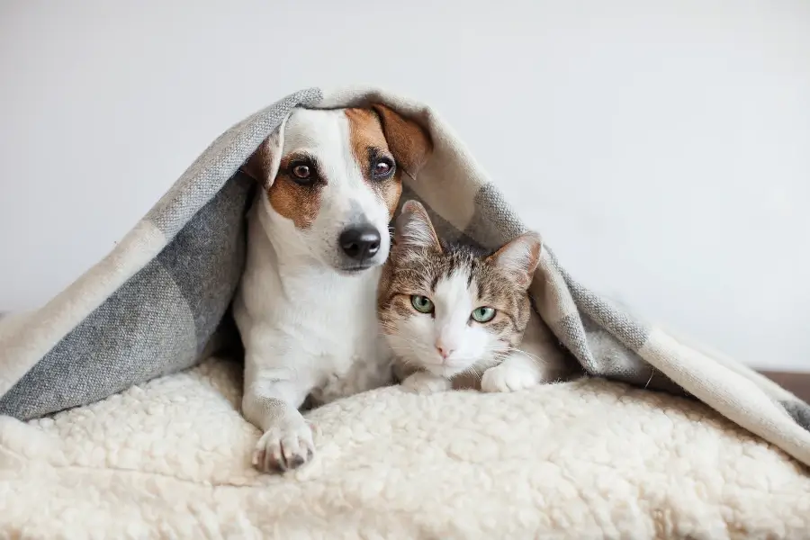 Pet Damage Guarantee